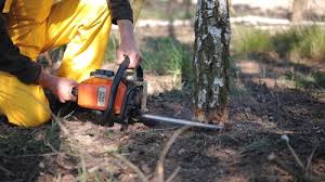 Reliable Hermiston, OR Tree Care Solutions