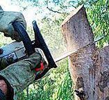 How Our Tree Care Process Works  in  Hermiston, OR